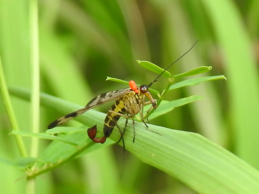 Panorpa communis/vulgaris