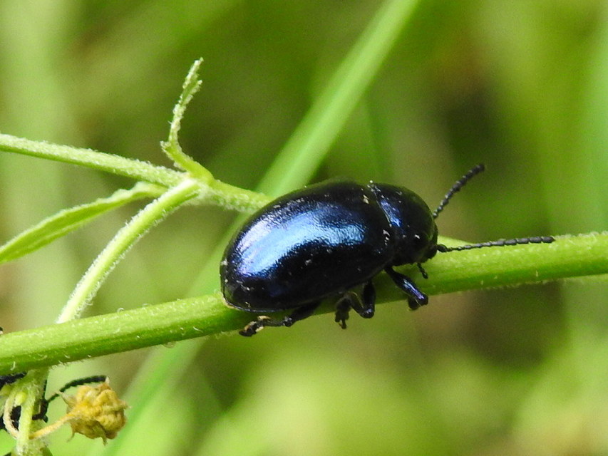 Chrysochus asclepiadeus - tündöklő méreggyiloklevelész
