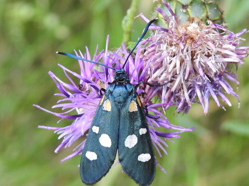 Zygaena ephialtes - változékony csüngőlepke