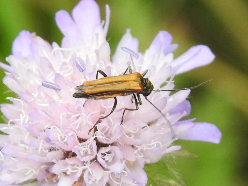 Oedemera femorata - sárgahátú álcincér