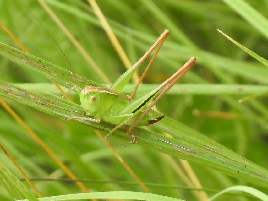 Bicolorana bicolor - halványzöld rétiszöcske