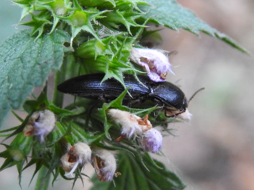 Melanotus