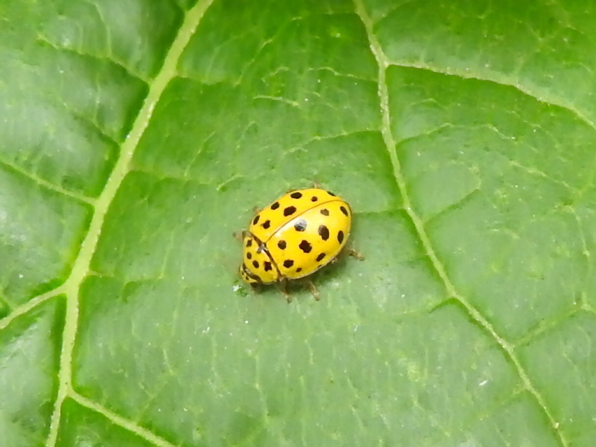 Psyllobora vigintiduopunctata - huszonkétpettyes katica