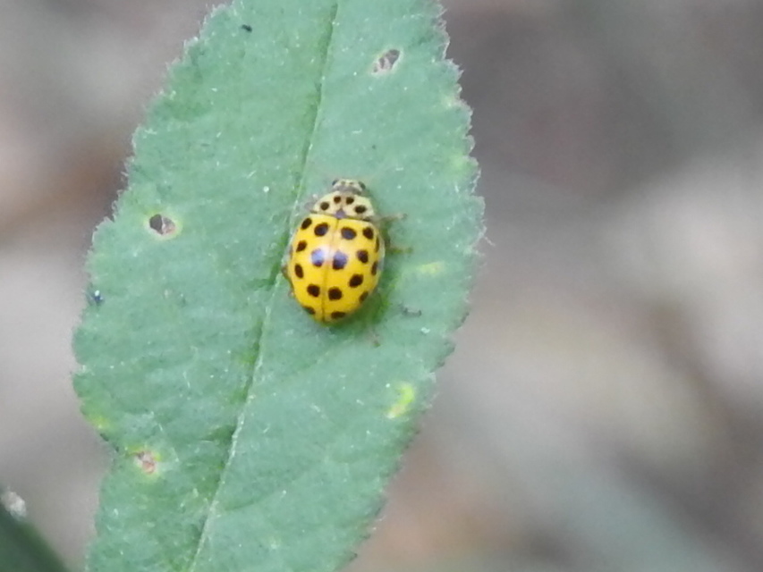 Psyllobora vigintiduopunctata - huszonkétpettyes katica