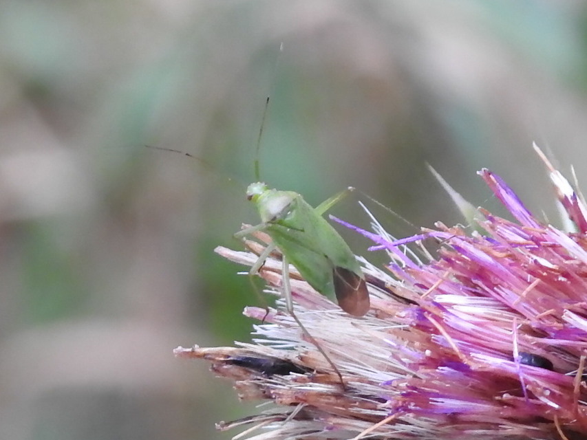 Calocoris affinis