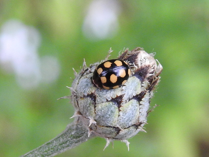 Coccinula quatuordecimpustulata - feketesárga katóka