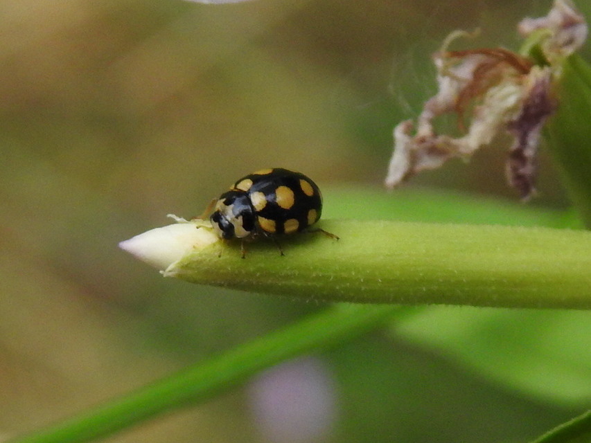 Coccinula quatuordecimpustulata - feketesárga katóka