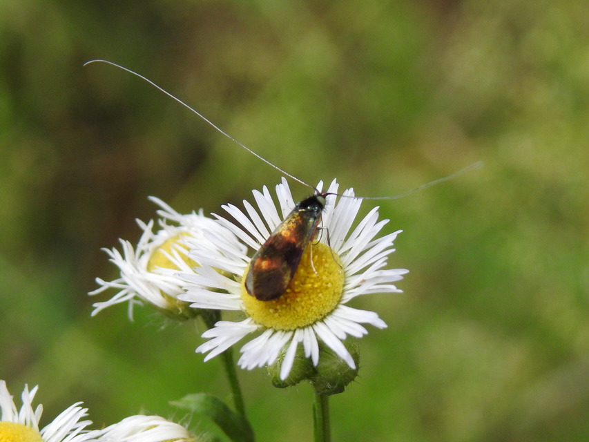 Nemophora
