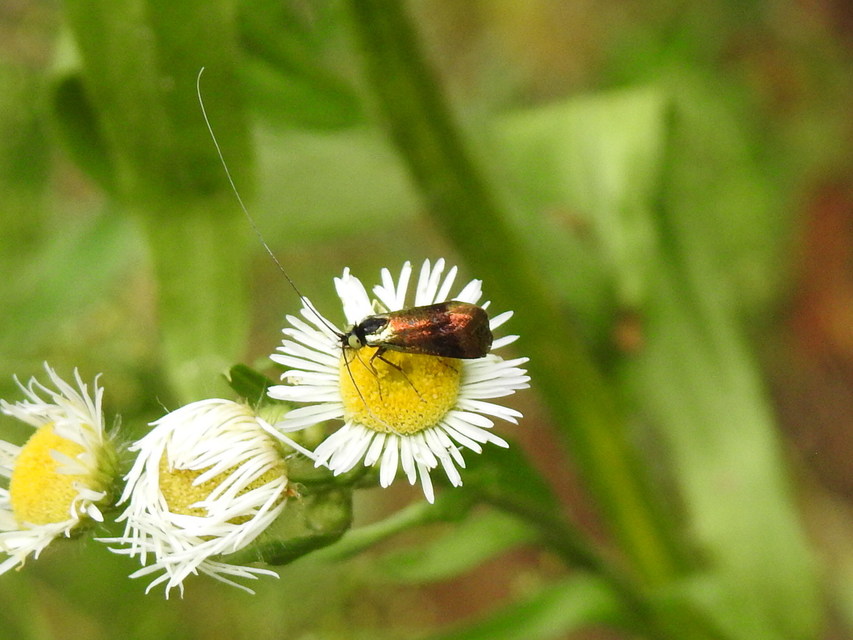 Nemophora