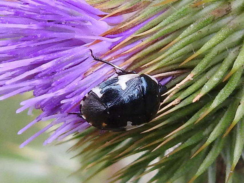 Tritomegas sexmaculatus - hatfoltos földipoloska
