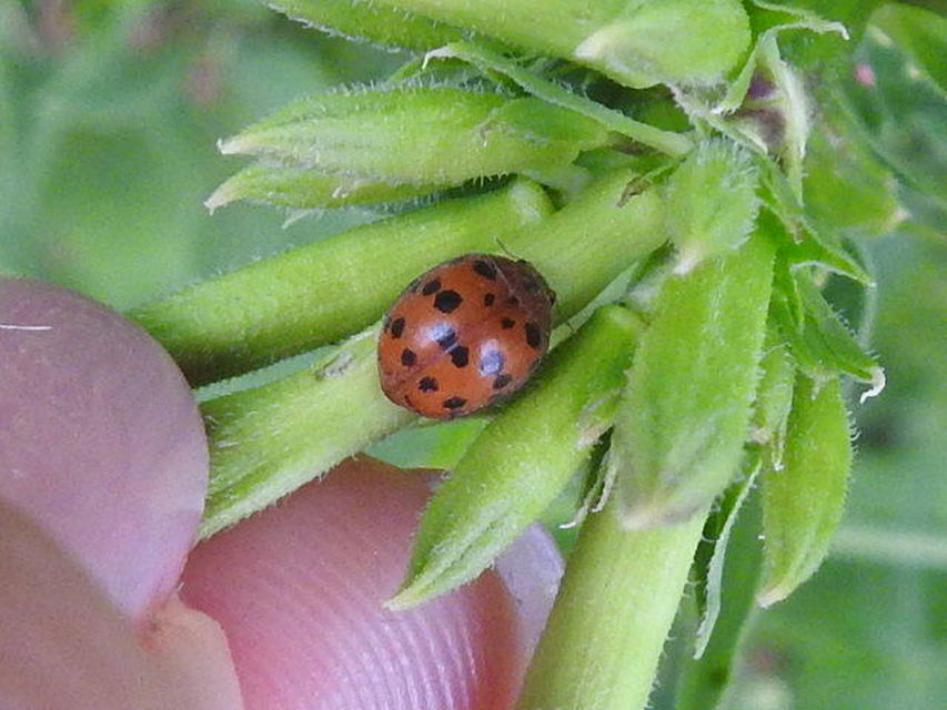 Subcoccinella vigintiquatuorpunctata - lucernaböde