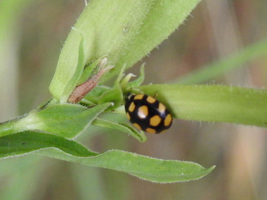 Coccinula quatuordecimpustulata - feketesárga katóka