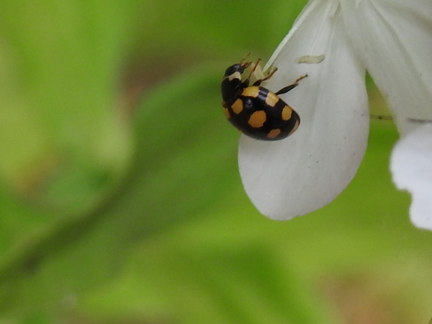 Coccinula quatuordecimpustulata - feketesárga katóka