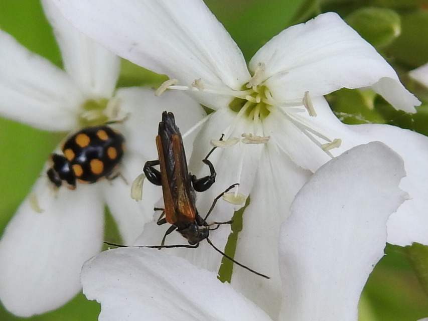 Oedemera femorata - sárgahátú álcincér