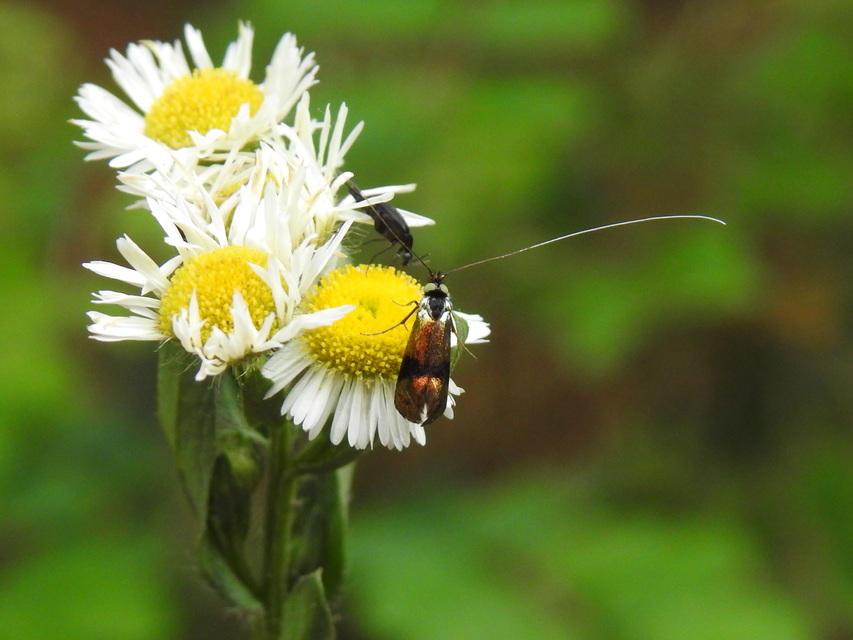Nemophora