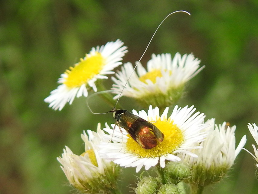 Nemophora