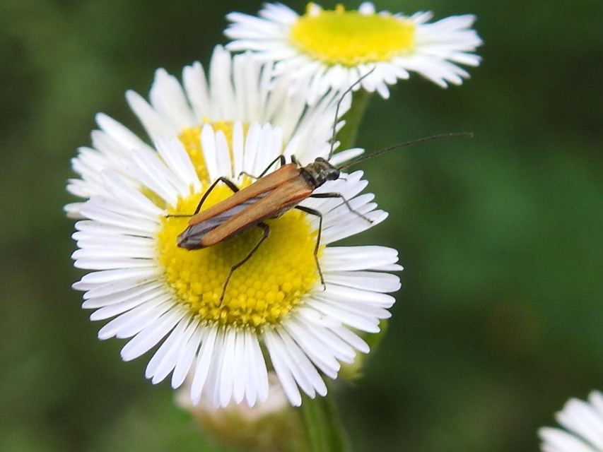 Oedemera femorata - sárgahátú álcincér