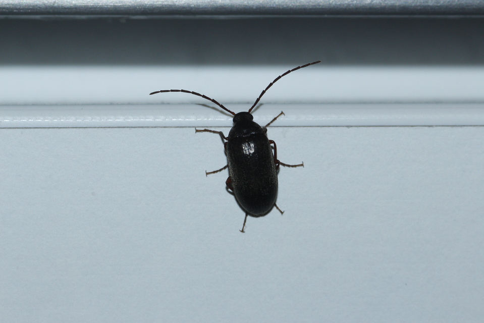 Hymenalia rufipes - rőtlábú alkonybogár