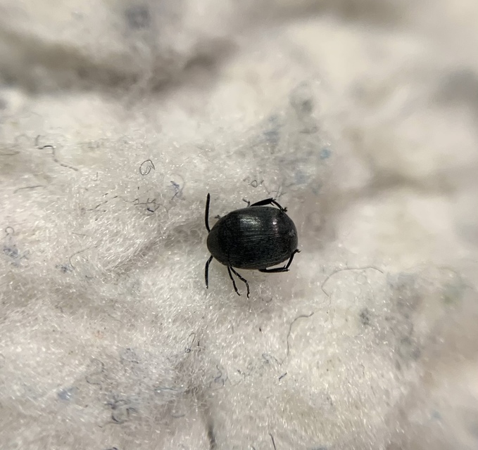 Spermophagus sericeus - selymes magfúró