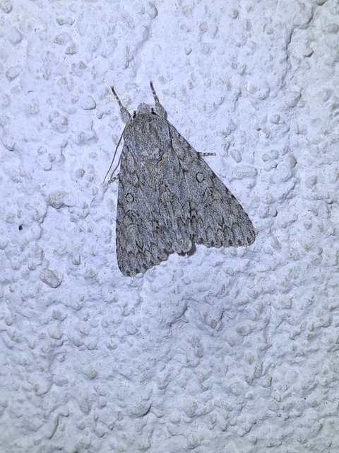 Acronicta aceris - vadgesztenye-szigonyosbagoly