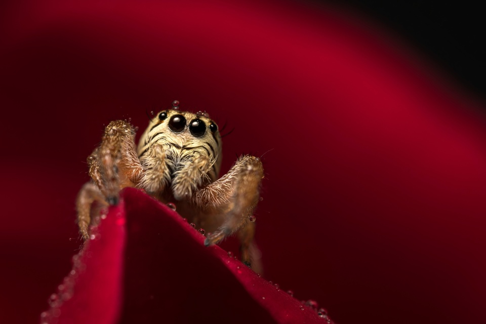 Macaroeris nidicolens - fészkes ugrópók