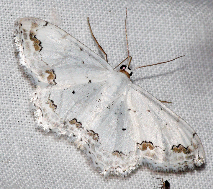 Scopula ornata - díszes fehéraraszoló