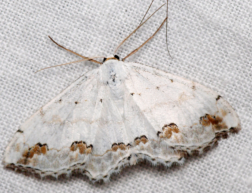 Scopula ornata - díszes fehéraraszoló