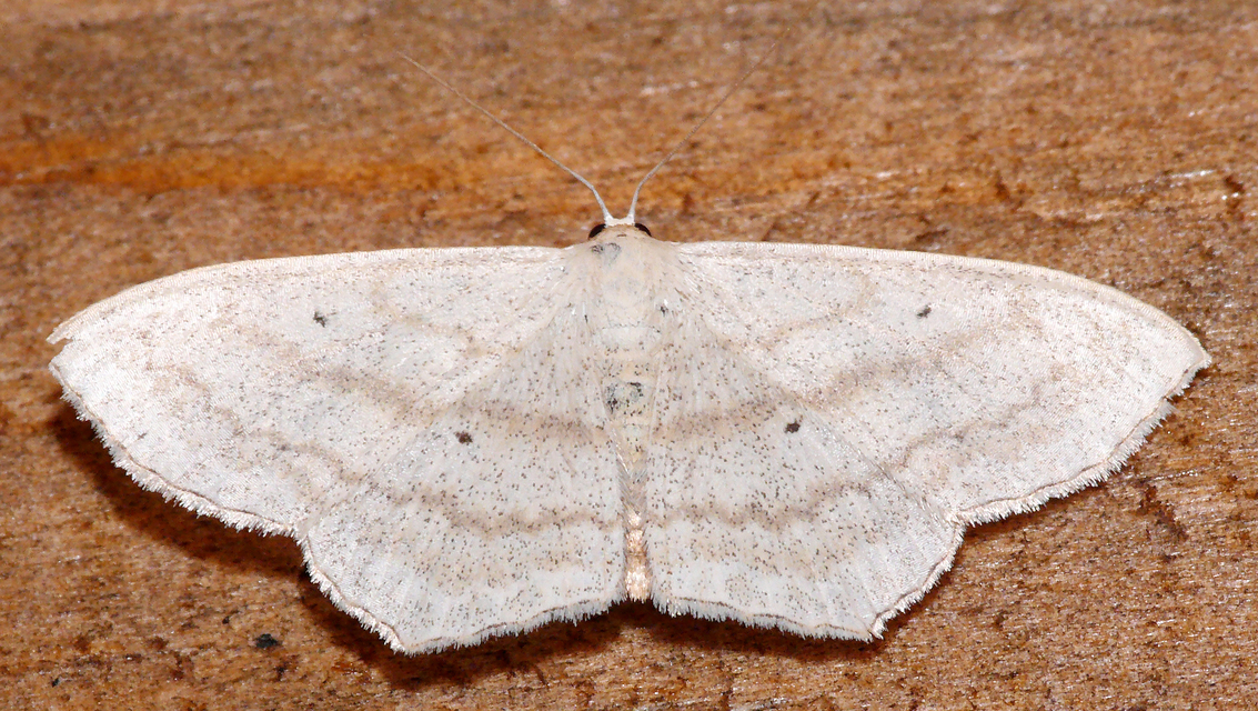 Scopula nigropunctata - feketepettyes araszoló