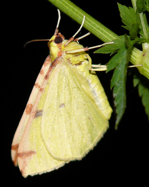 Opisthograptis luteolata - citromsárga araszoló