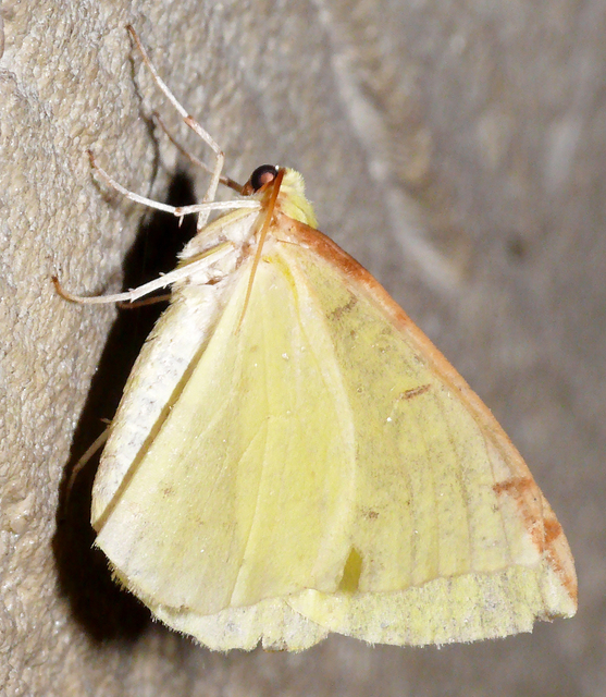 Opisthograptis luteolata - citromsárga araszoló