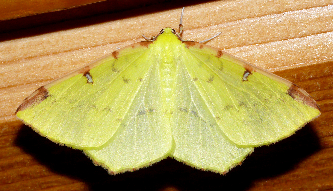 Opisthograptis luteolata - citromsárga araszoló