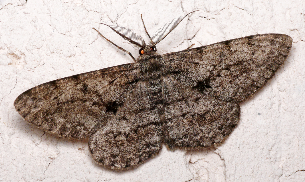 Hypomecis roboraria - nagy tölgyfaaraszoló