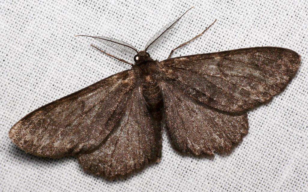 Hypomecis roboraria - nagy tölgyfaaraszoló