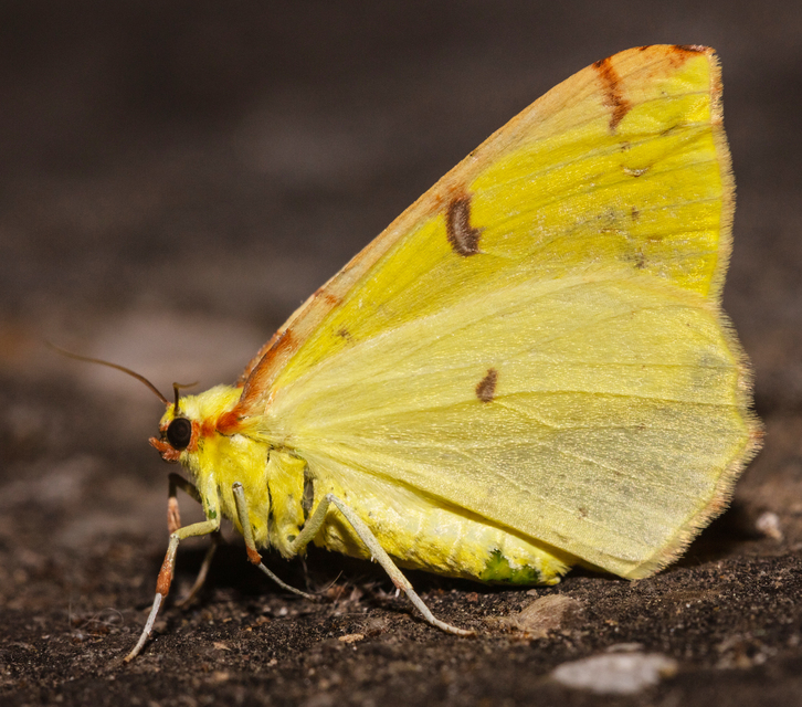 Opisthograptis luteolata - citromsárga araszoló