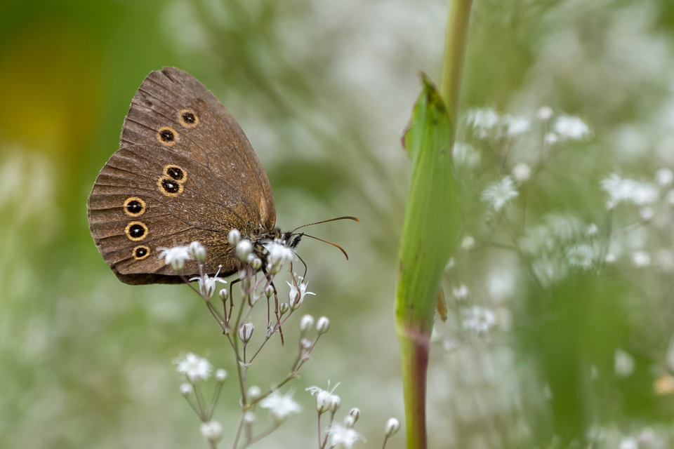 Aphantopus hyperanthus - közönséges ökörszemlepke