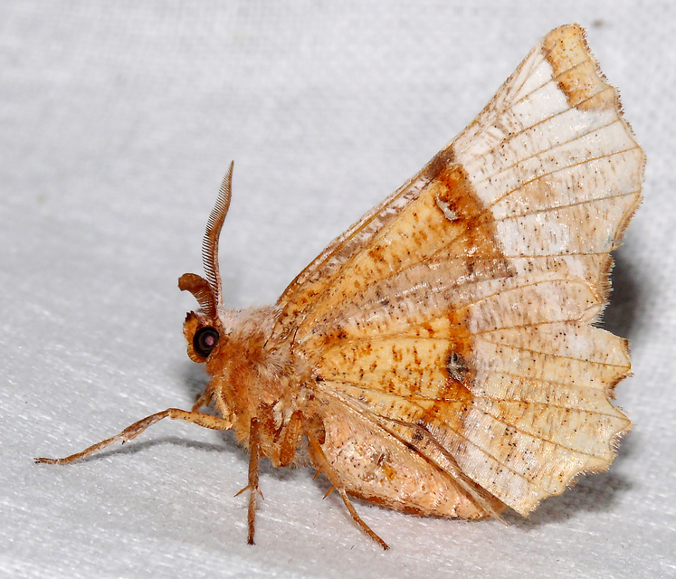 Selenia lunularia - egyfoltos holdasaraszoló