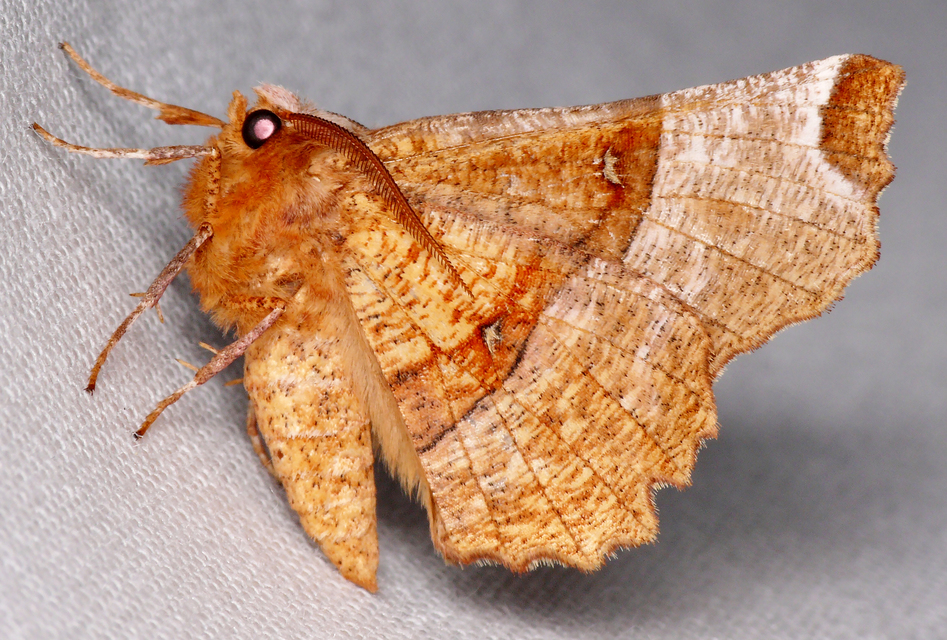 Selenia lunularia - egyfoltos holdasaraszoló