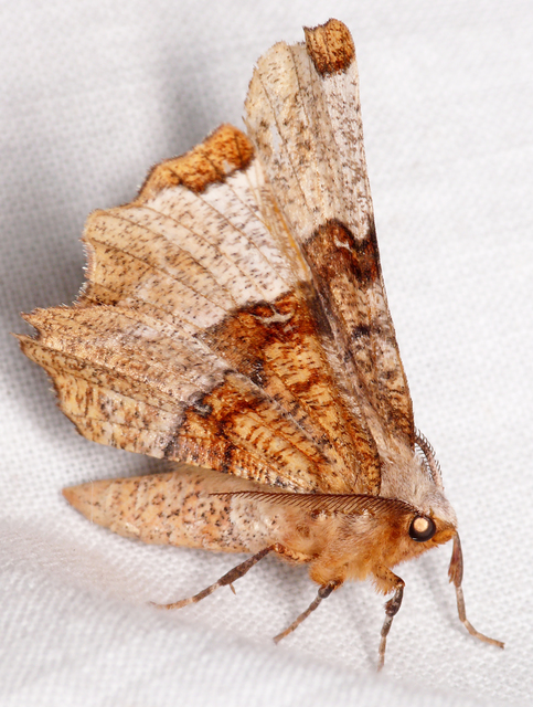 Selenia lunularia - egyfoltos holdasaraszoló