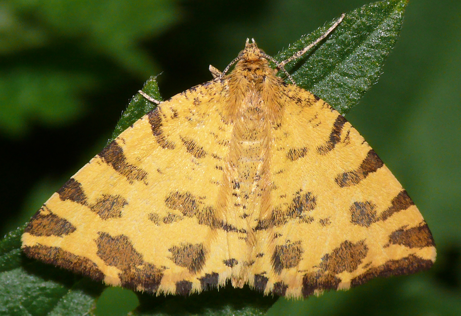Pseudopanthera macularia - párducfoltos araszoló