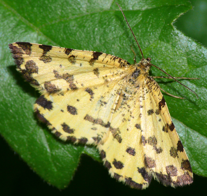 Pseudopanthera macularia - párducfoltos araszoló