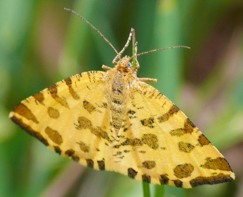 Pseudopanthera macularia - párducfoltos araszoló