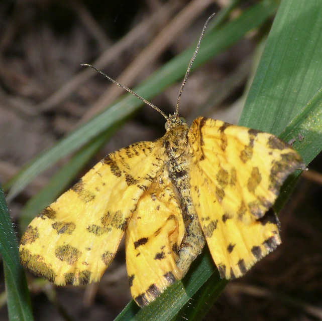 Pseudopanthera macularia - párducfoltos araszoló