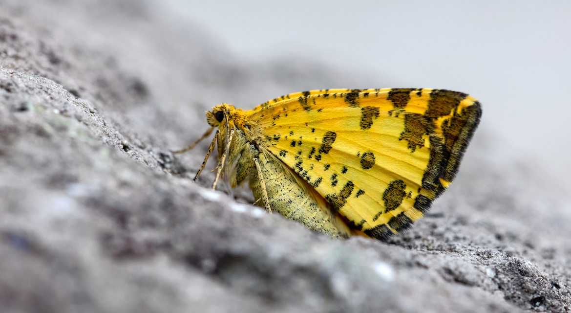 Pseudopanthera macularia - párducfoltos araszoló