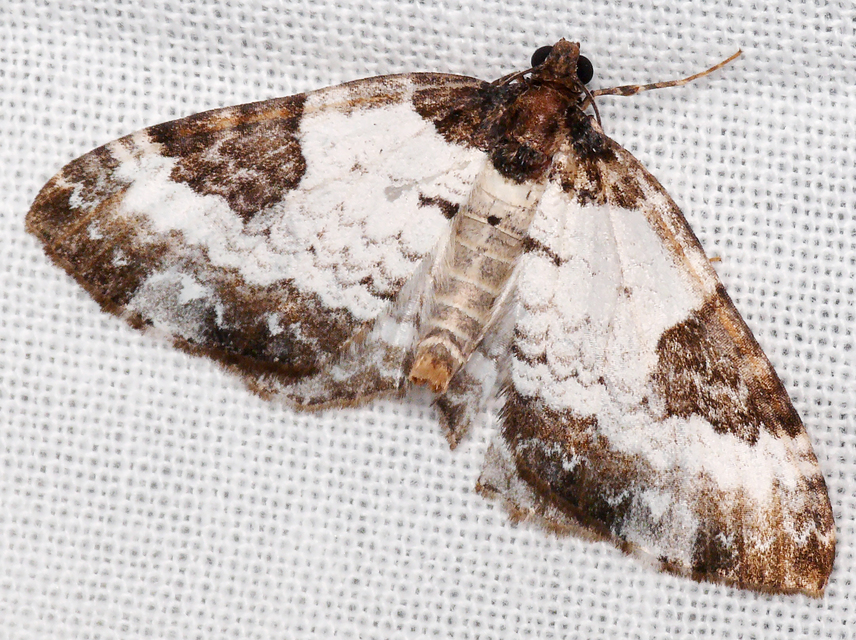 Melanthia procellata - hullámos tarkaaraszoló