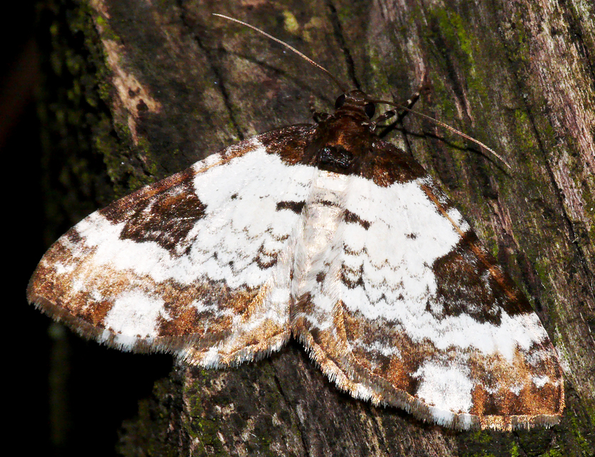 Melanthia procellata - hullámos tarkaaraszoló