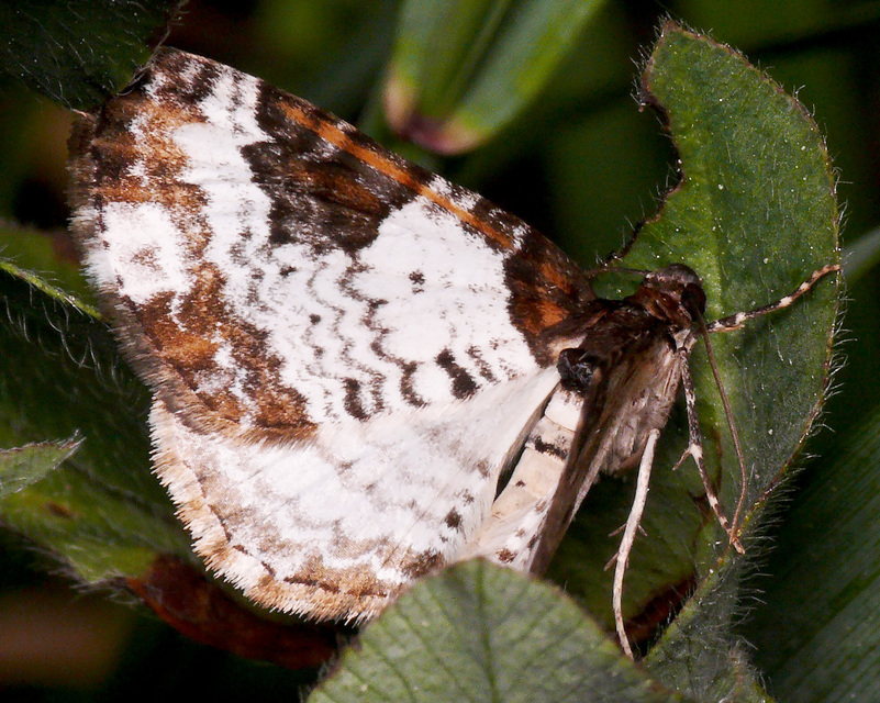 Melanthia procellata - hullámos tarkaaraszoló