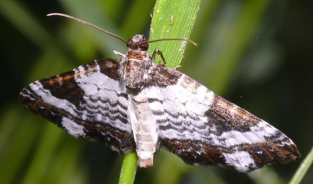 Melanthia procellata - hullámos tarkaaraszoló