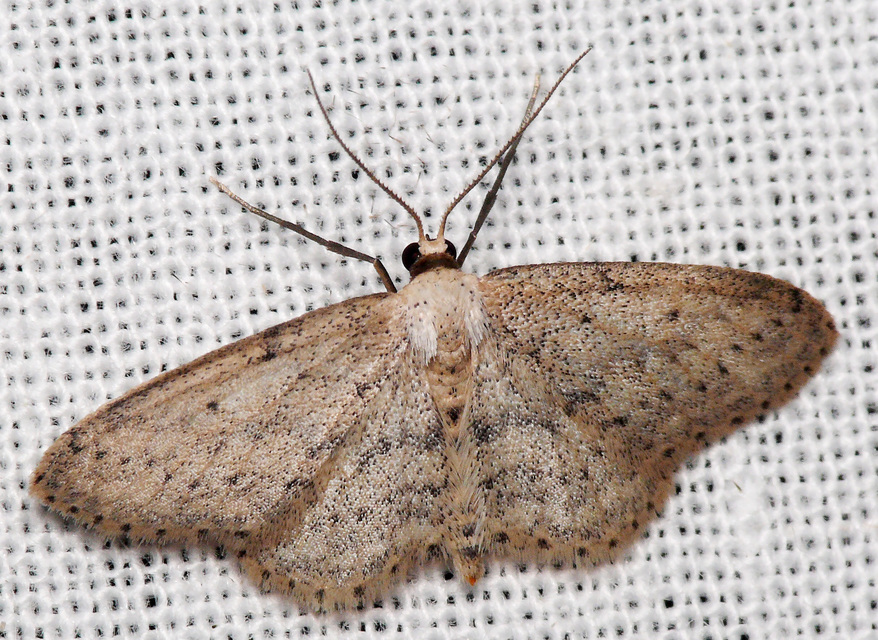 Idaea seriata - szürke apróaraszoló