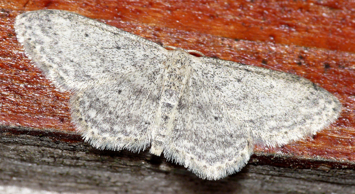 Idaea seriata - szürke apróaraszoló