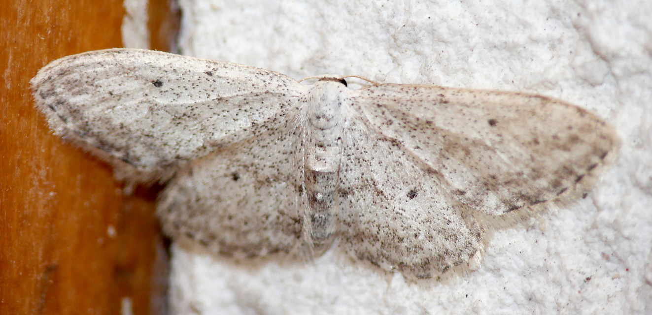 Idaea seriata - szürke apróaraszoló
